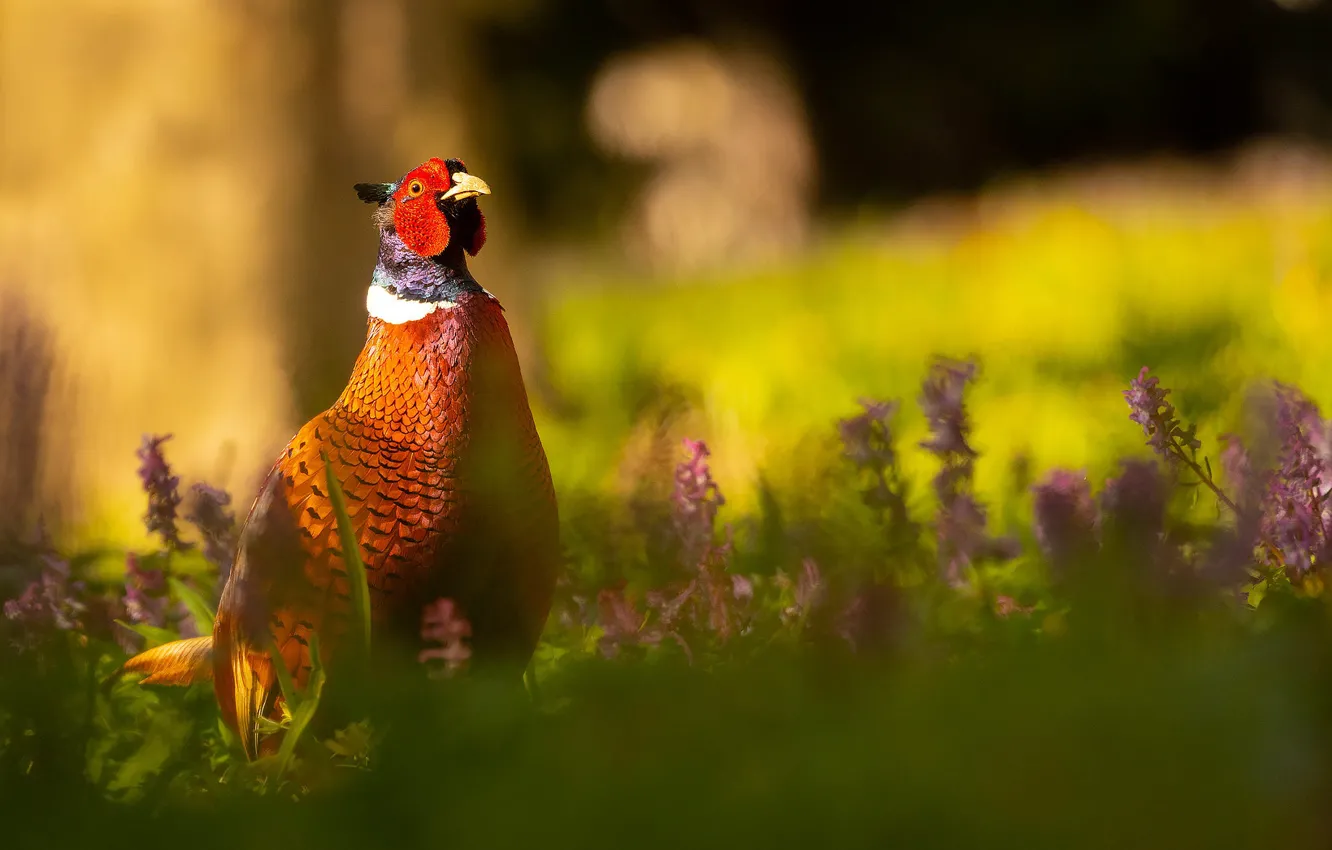 Photo wallpaper light, flowers, nature, background, bird, glade, bokeh, pheasant