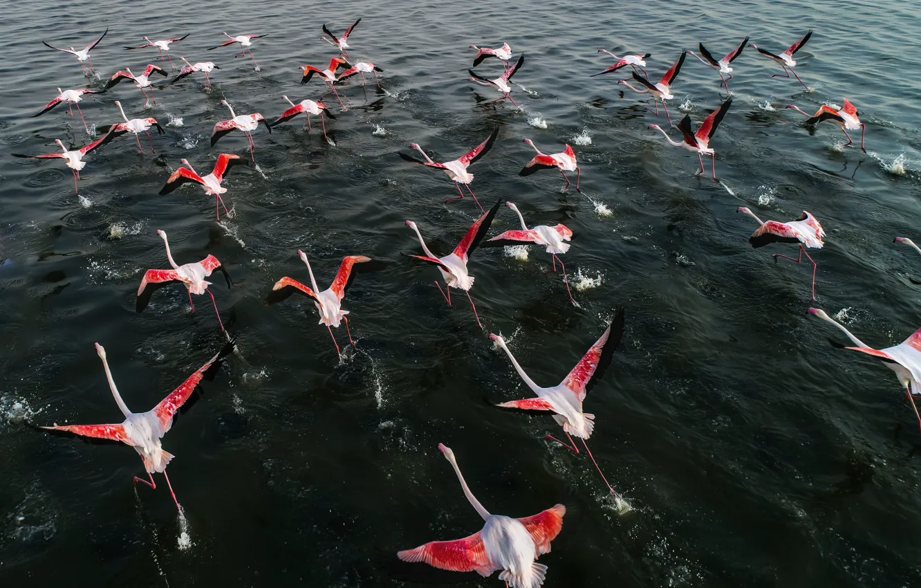 Photo wallpaper water, wings, pack, running, Flamingo, the rise