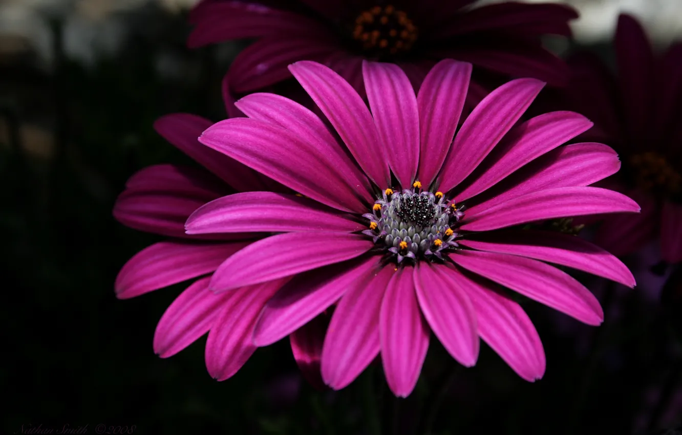 Photo wallpaper flowers, flowers, dark pink, dark pink
