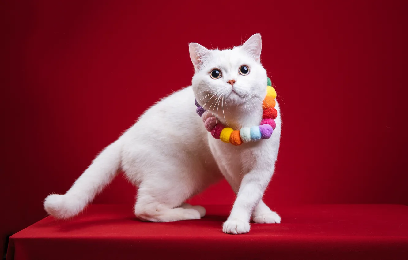 Photo wallpaper cat, cat, pose, paws, beads, white, decoration, red background