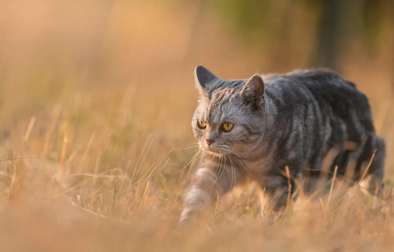 Photo wallpaper cat, cat, background, evil, walk