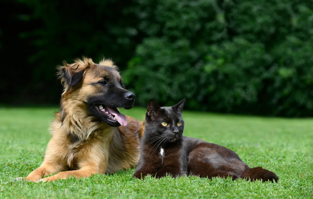 Photo wallpaper greens, cat, the sun, trees, nature, each, lawn, dog