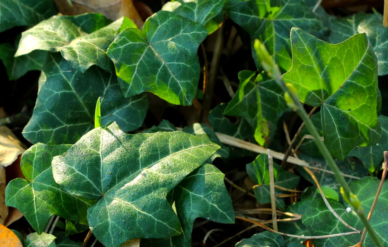 Photo wallpaper green, Ivy, leafs