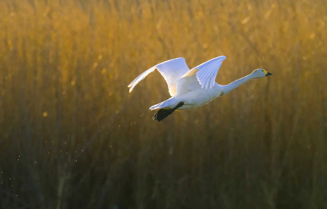 Photo wallpaper field, flight, stem, swans