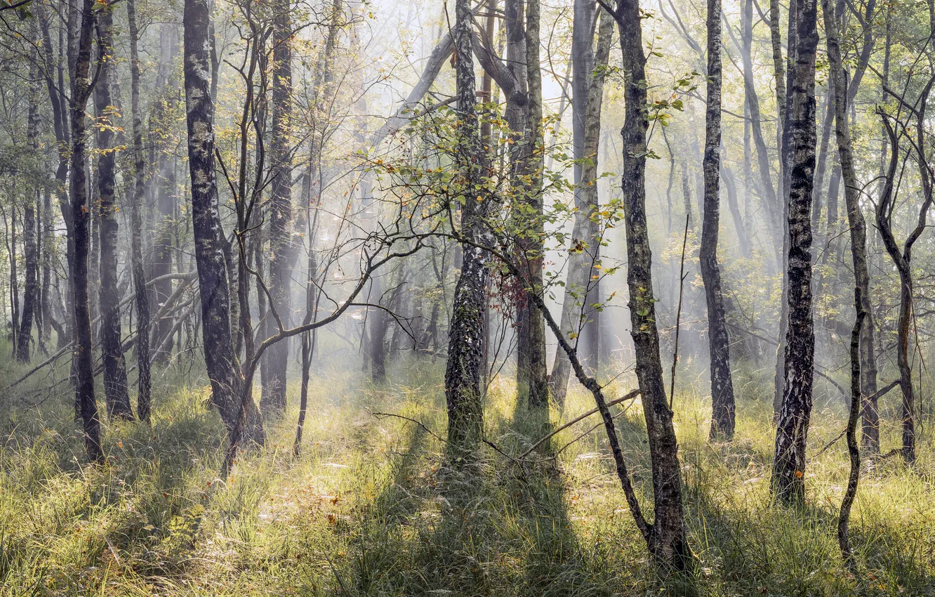 Photo wallpaper forest, rays, trees, fog, glade, morning, birch