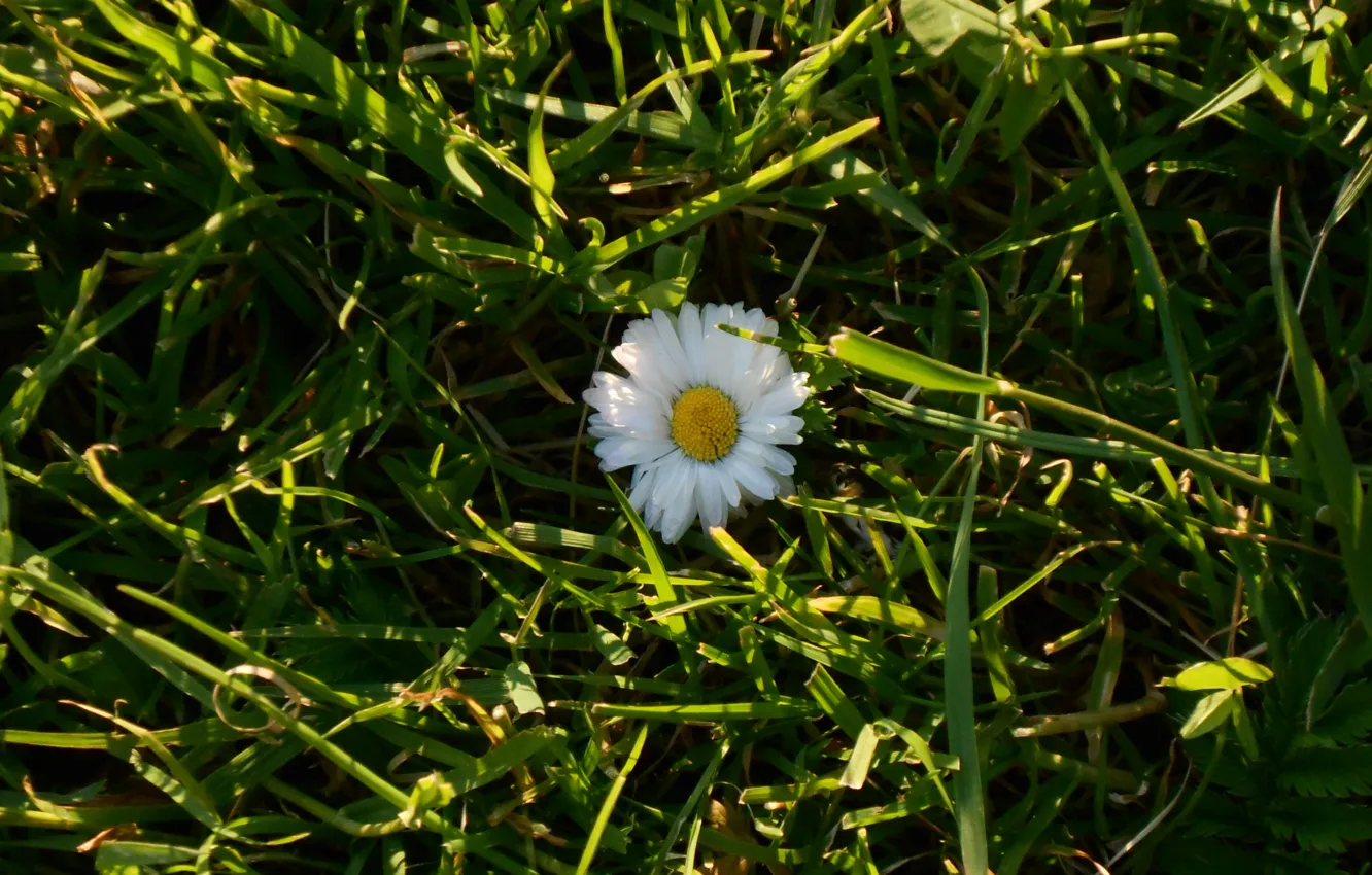 Photo wallpaper summer, the sun, joy, heat, chamomile, Daisy
