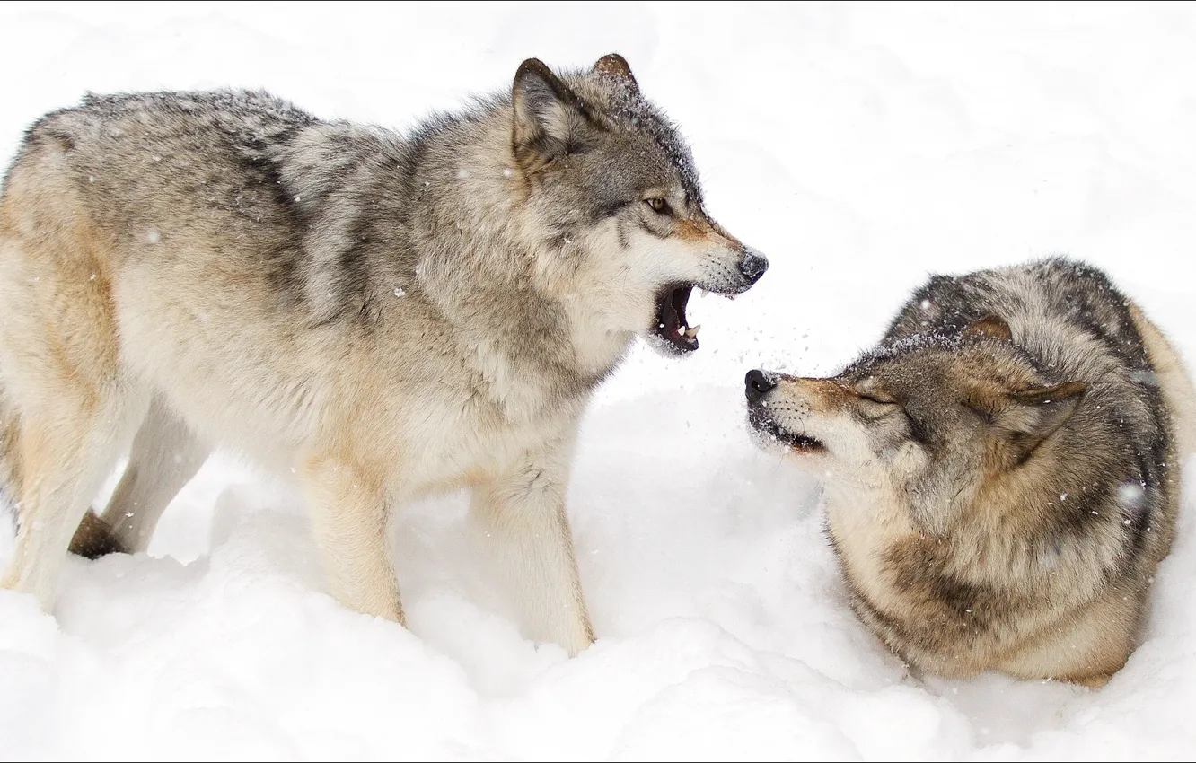 Photo wallpaper winter, animals, pair, wolves, Nature, animals, winter, woles