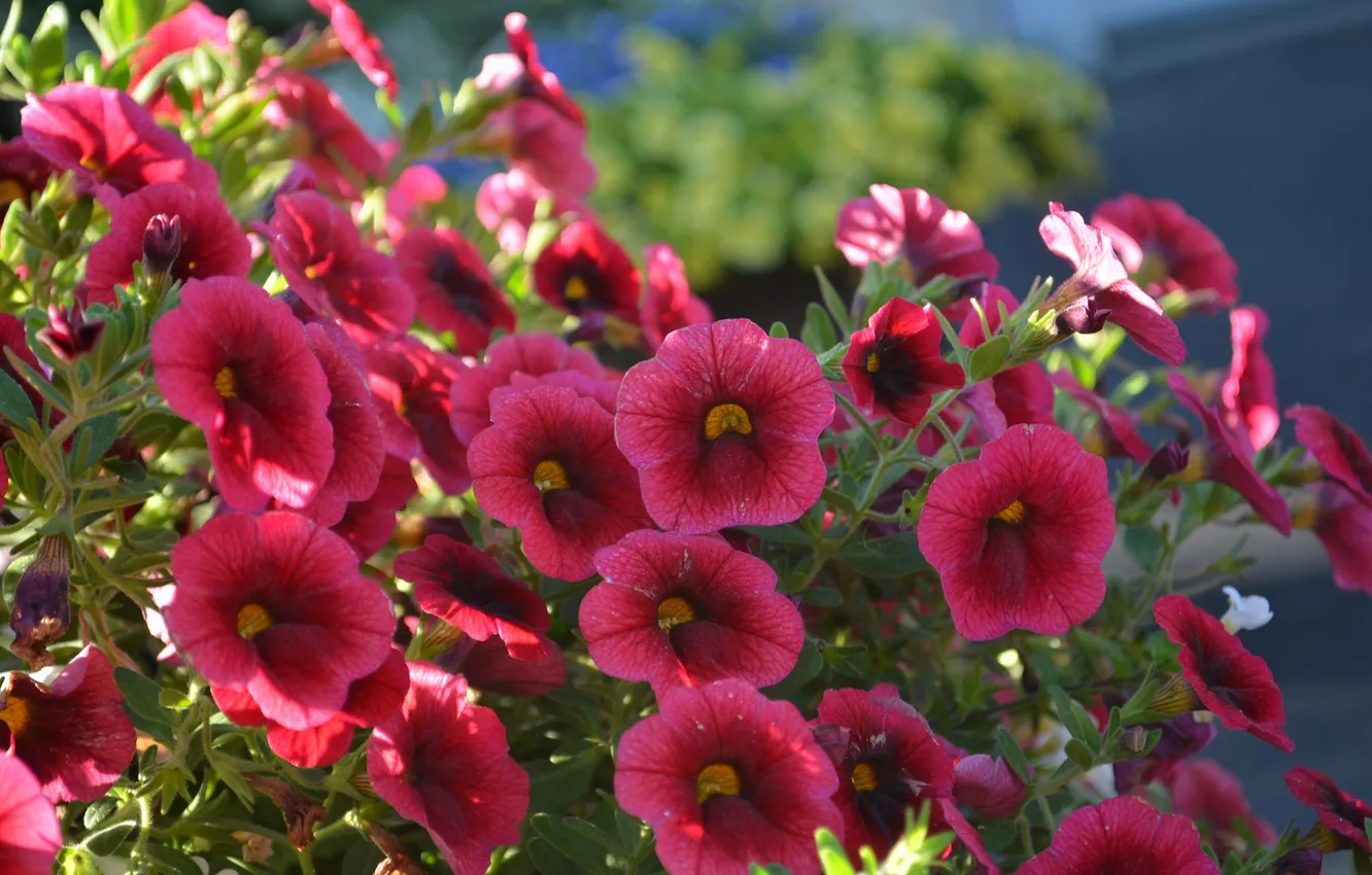 Photo wallpaper summer, flowers, flowerbed, Petunia