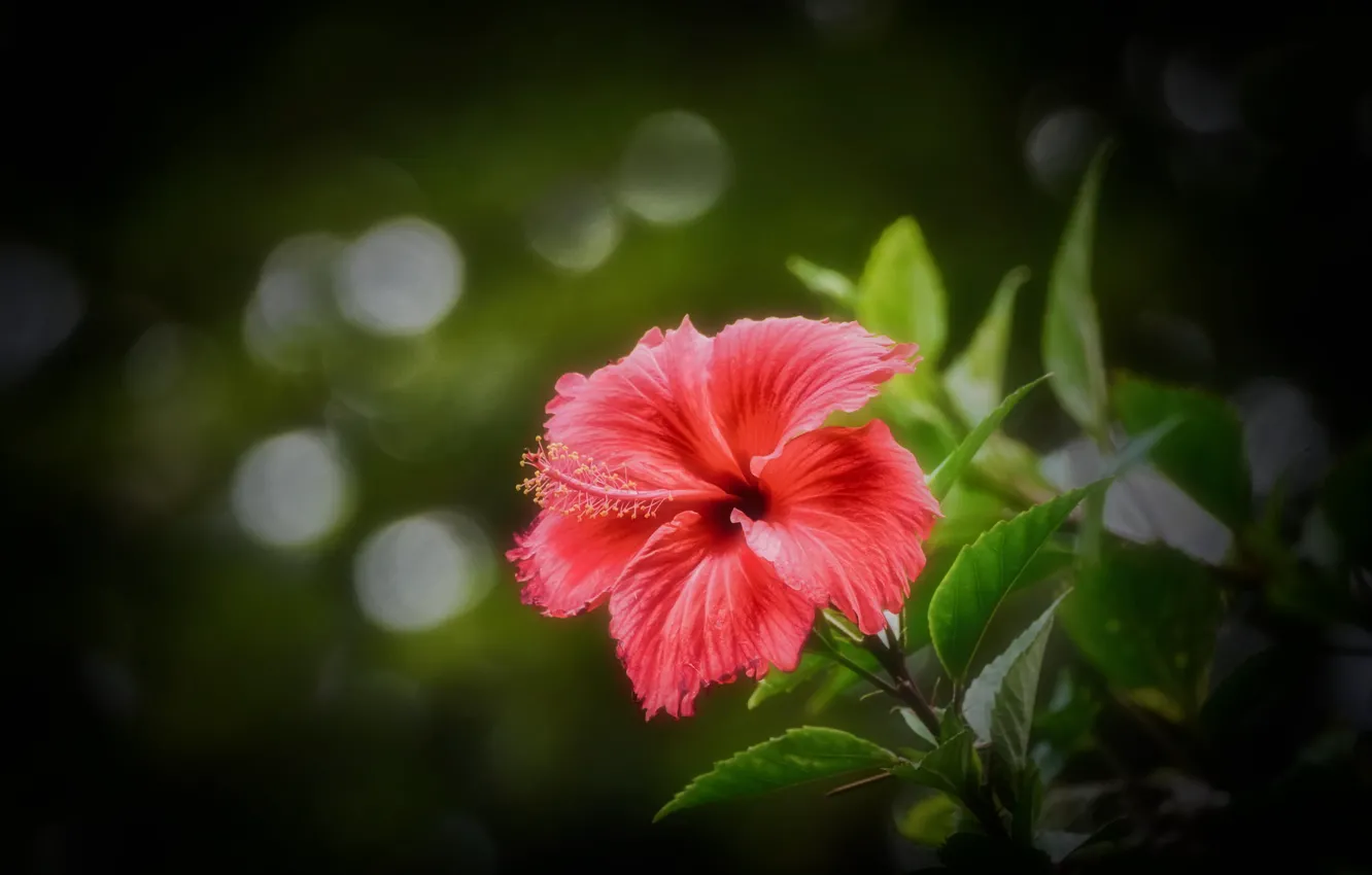 Photo wallpaper background, blur, Pink Hibiscus