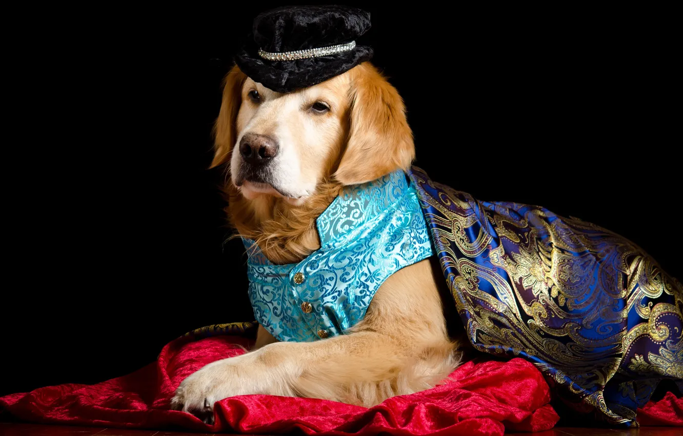 Photo wallpaper portrait, dog, hat, costume, fabric, lies, image, Prince