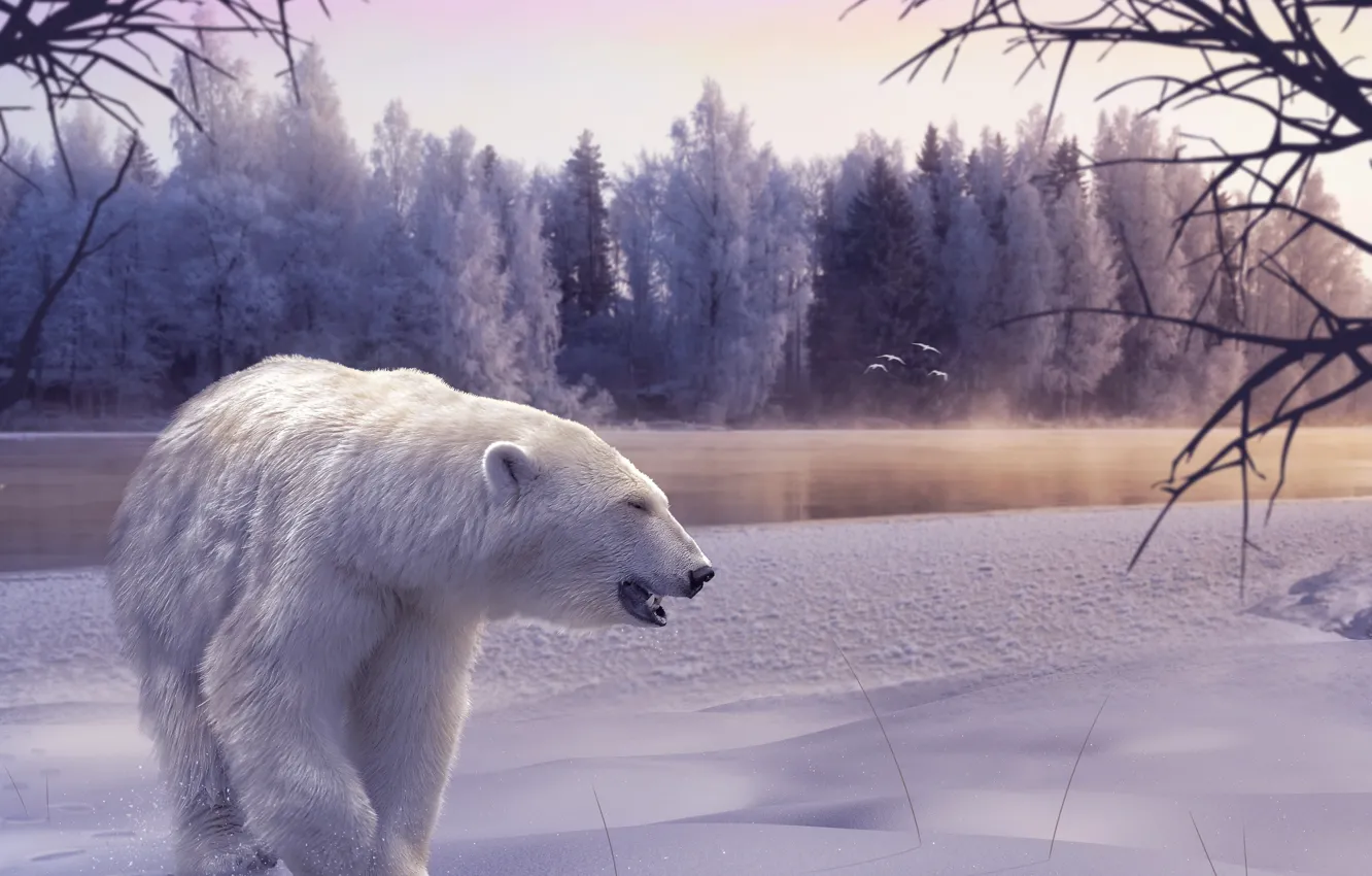 Photo wallpaper winter, frost, forest, white, snow, trees, branches, nature