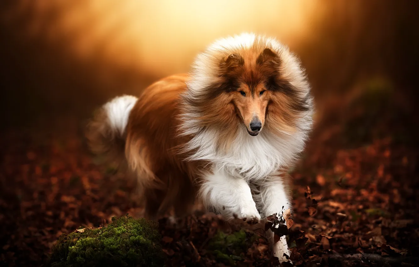 Photo wallpaper autumn, dog, running, walk, collie