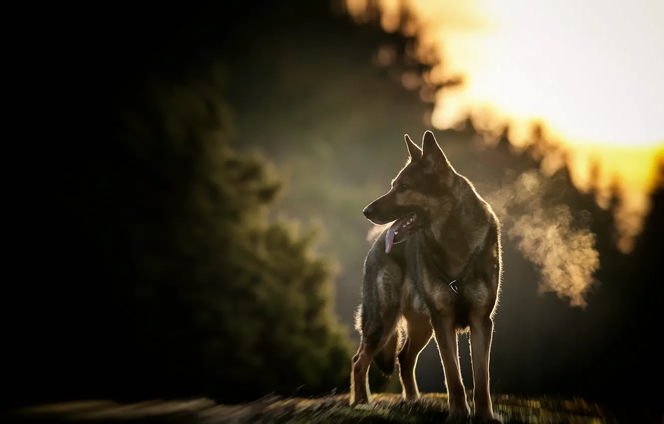 Photo wallpaper look, each, dog