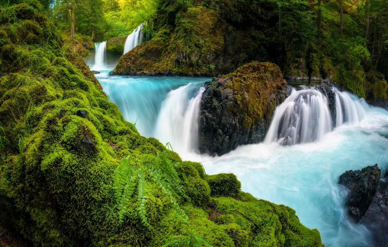 Photo wallpaper forest, river, stones, waterfall, moss, fern, cascade, Washington