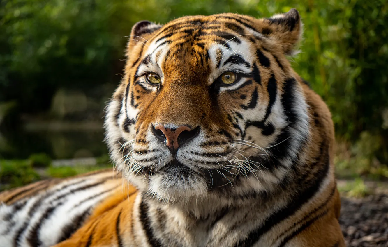 Photo wallpaper look, face, tiger, portrait