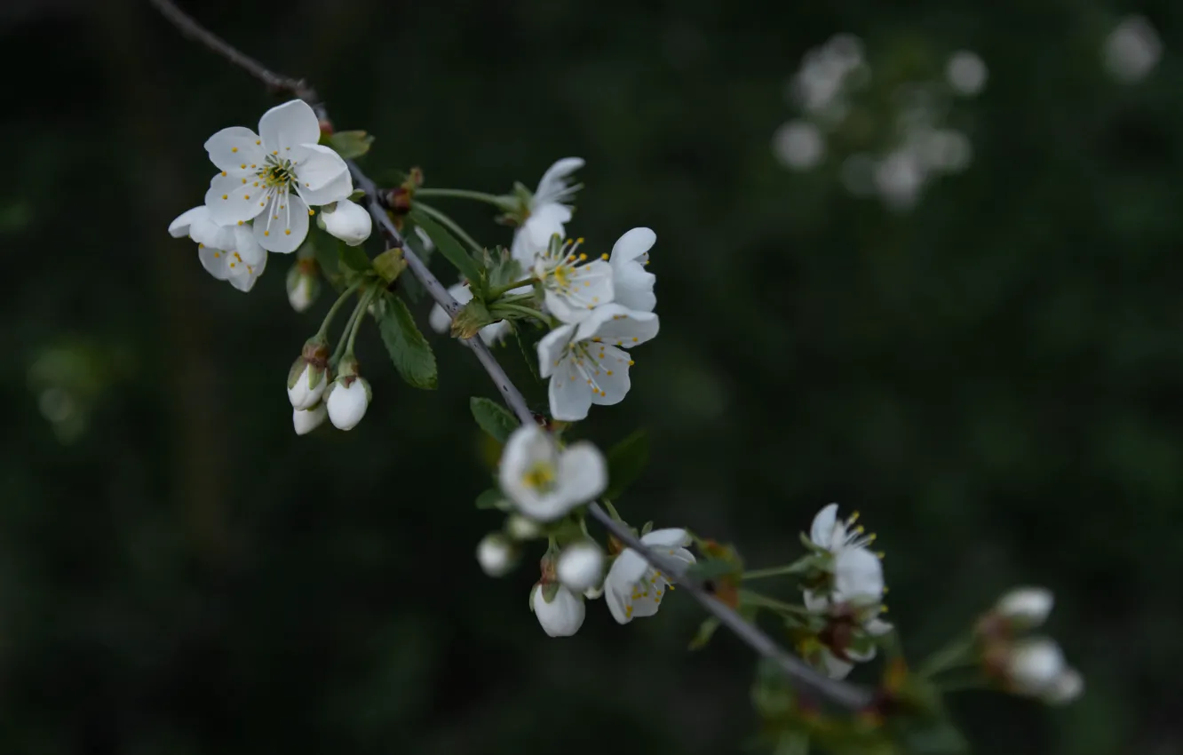 Photo wallpaper happiness, spring, flowering
