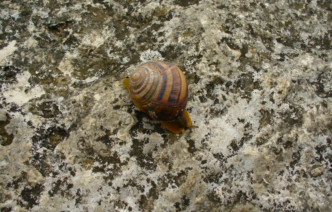 Photo wallpaper stone, snail, lichen