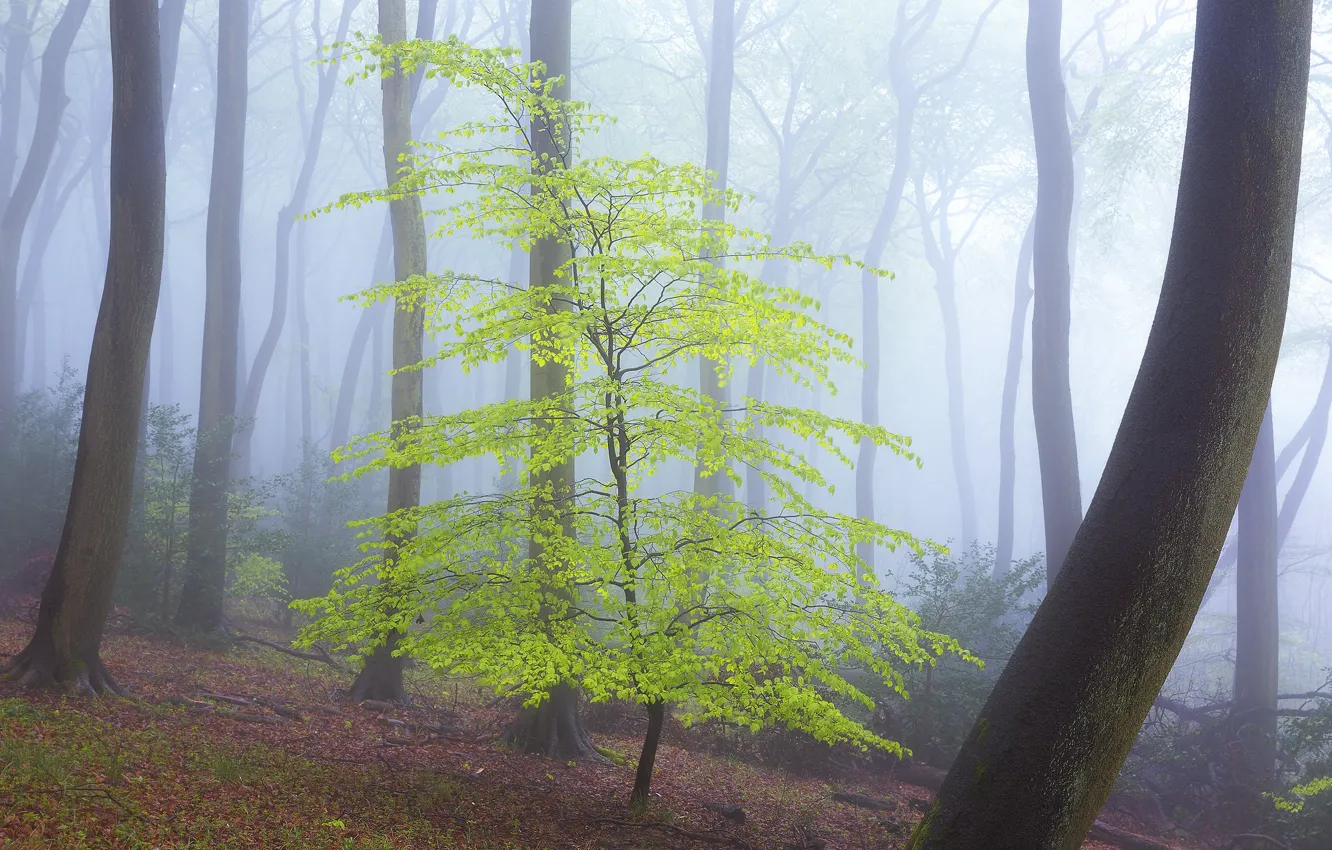 Photo wallpaper forest, trees, fog, spring