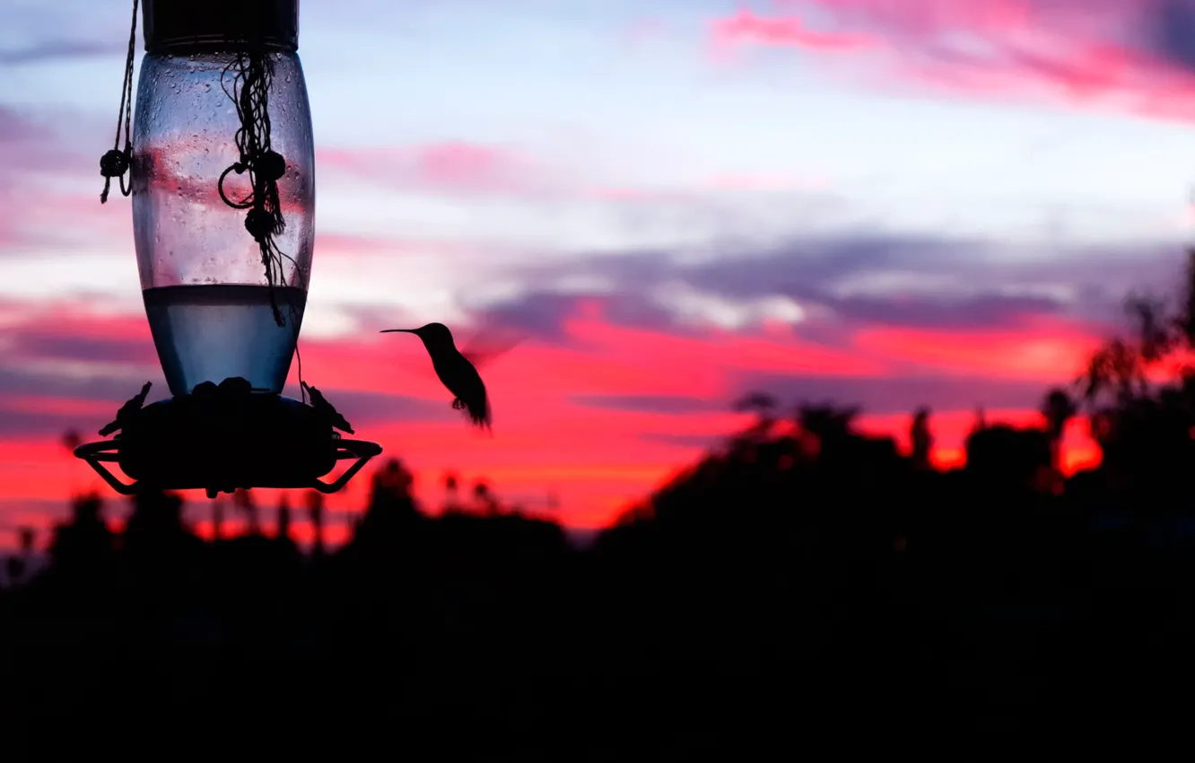 Photo wallpaper sunset, bird, silhouette, al