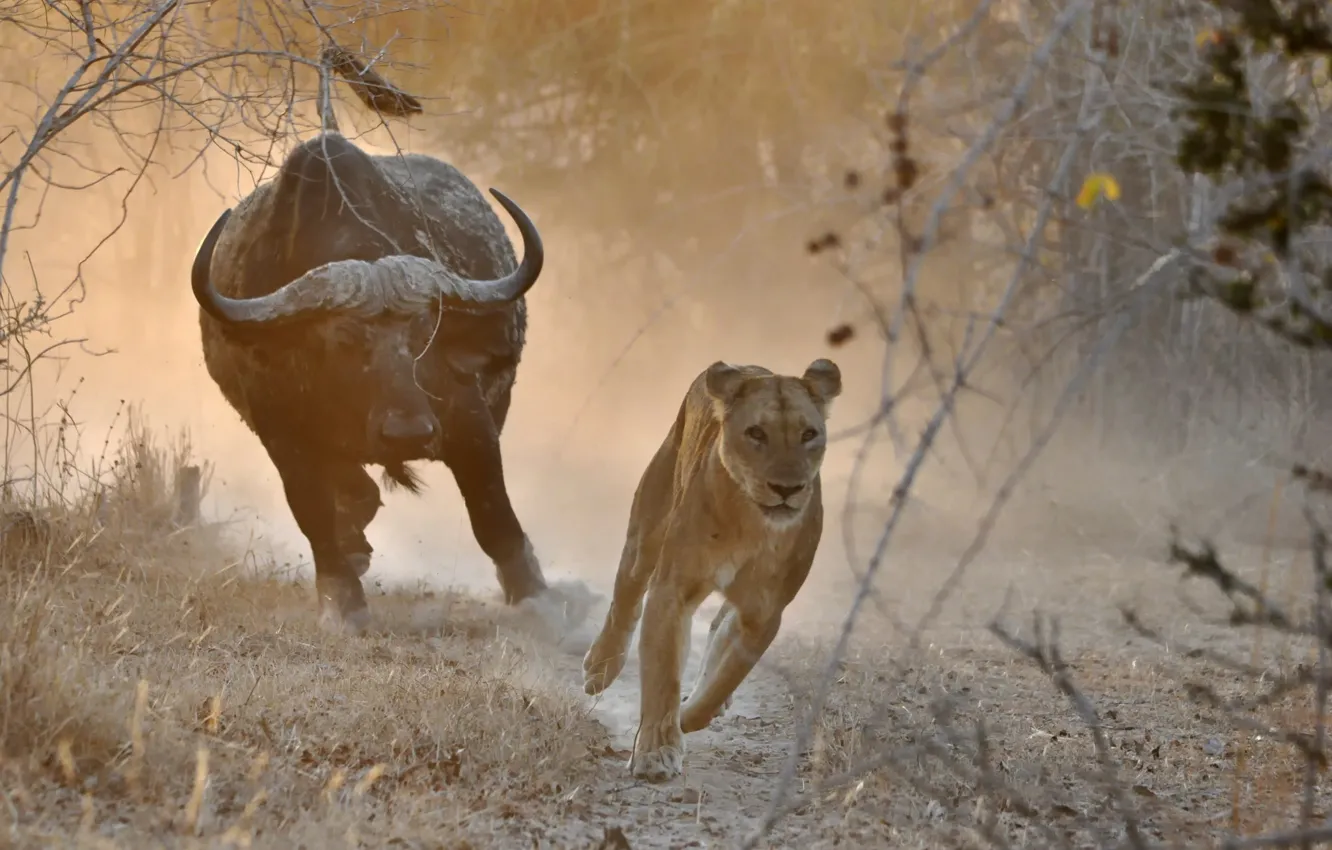 Photo wallpaper chase, Africa, lioness, bull