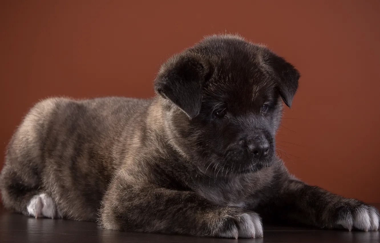 Photo wallpaper puppy, American, breed, Akita