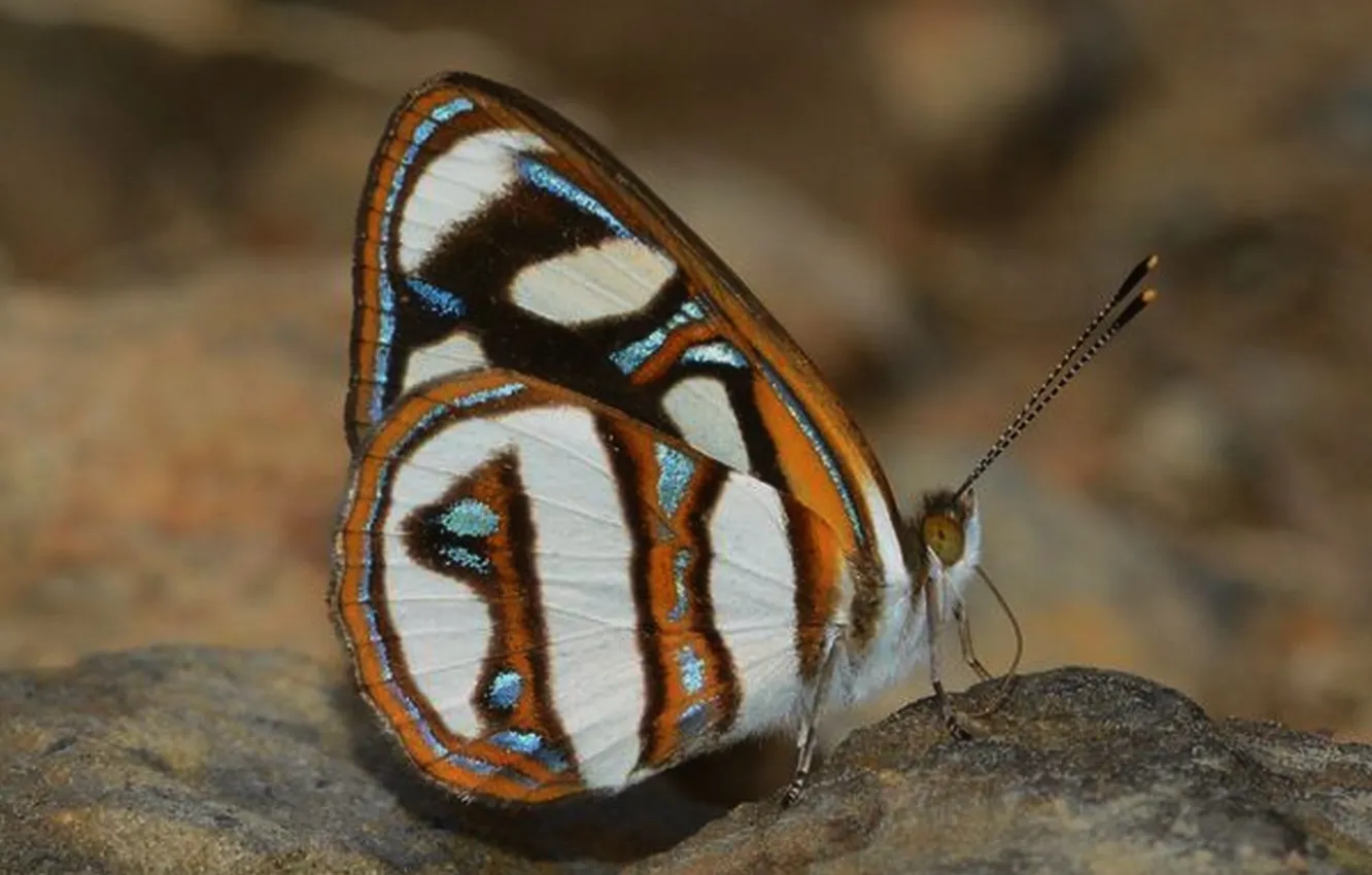 Photo wallpaper macro, butterfly, wings, beautiful, closeup