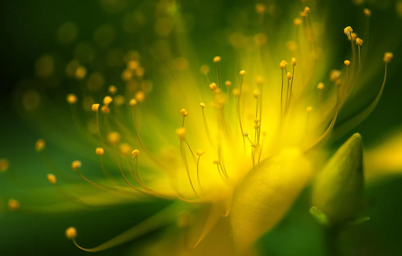 Photo wallpaper wet, flowers, yellow