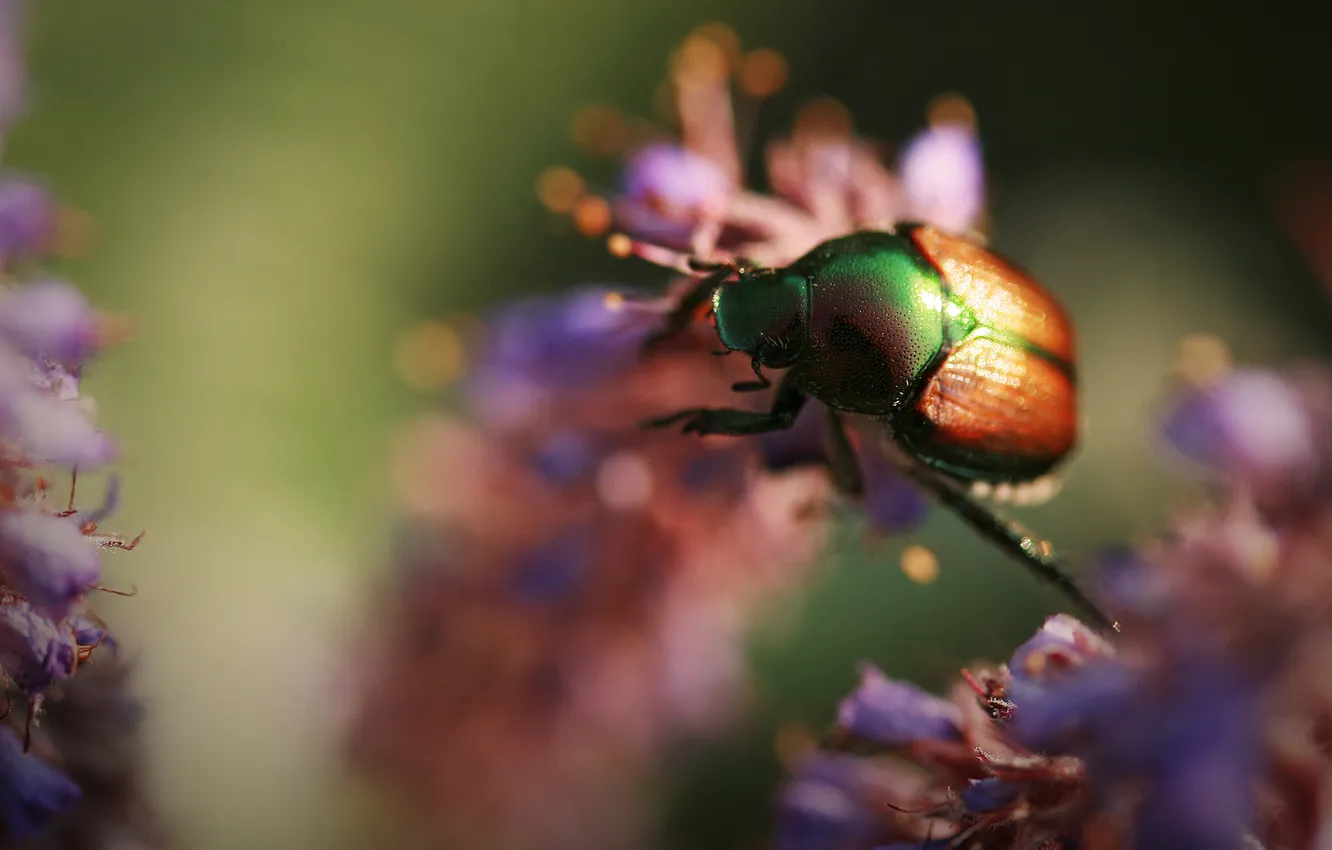 Photo wallpaper flowers, beetle, insect