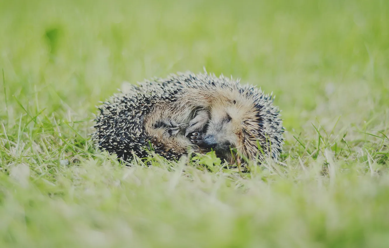 Photo wallpaper grass, needles, green, hedgehog