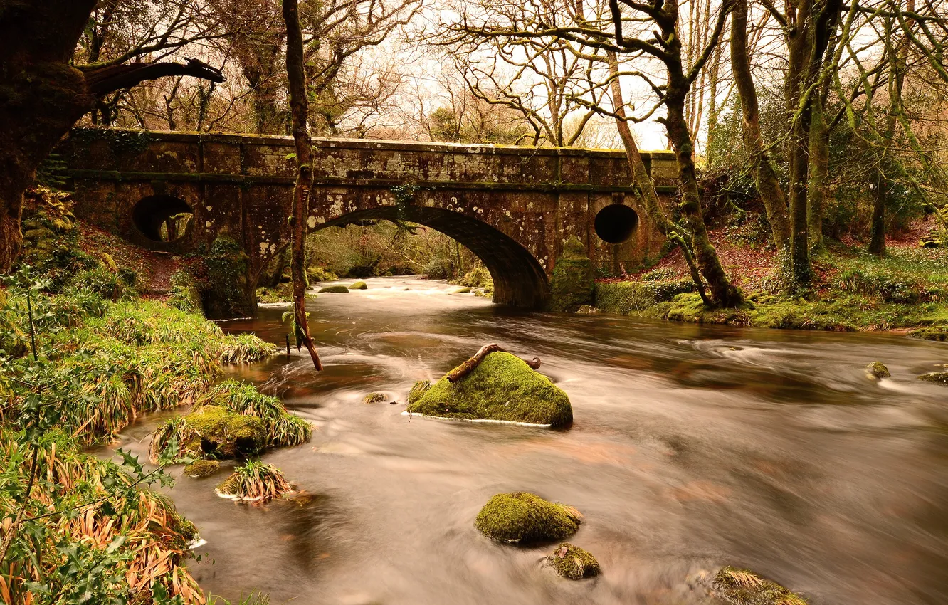 Photo wallpaper forest, bridge, river, stones, moss