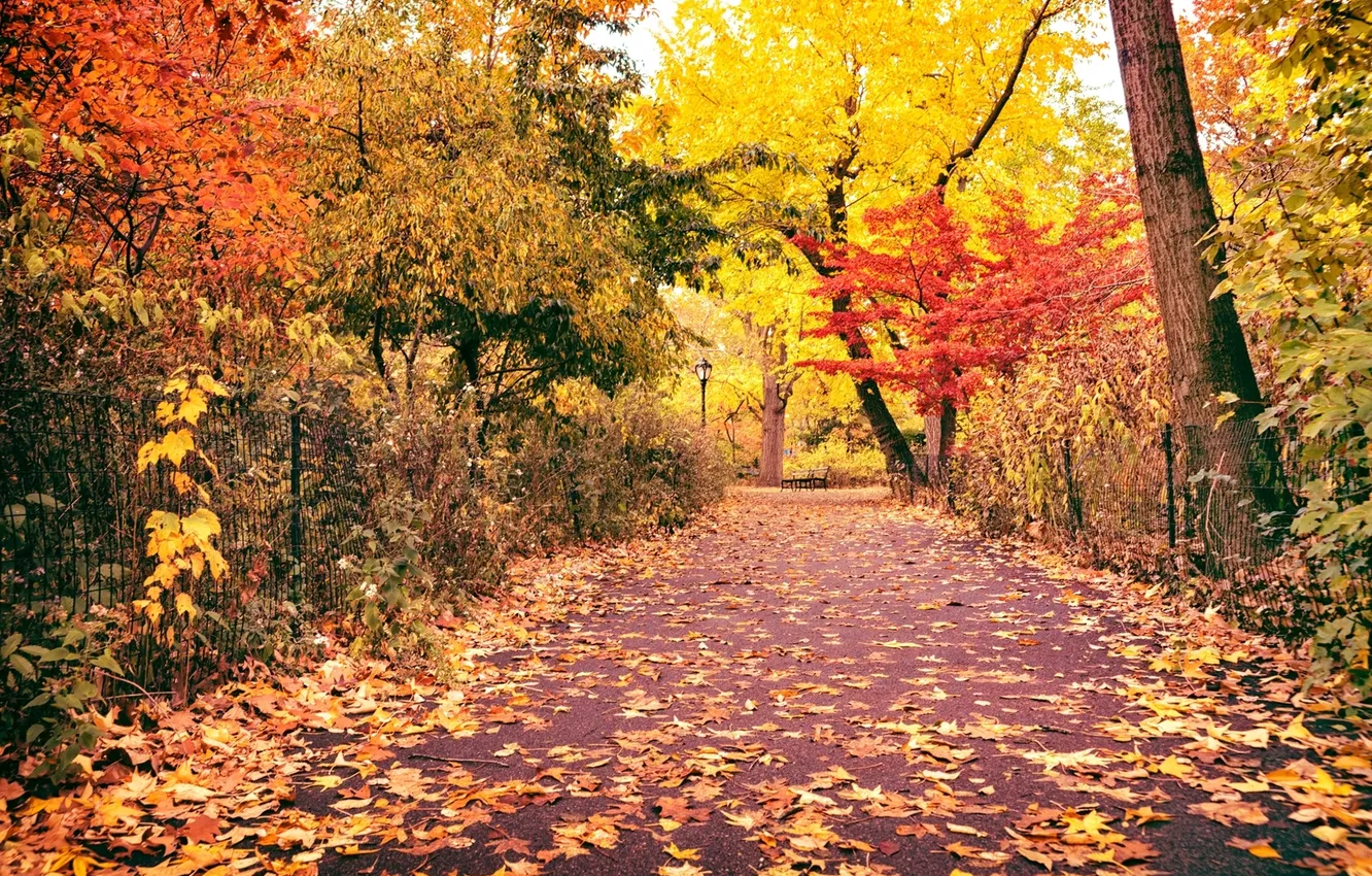 Photo wallpaper road, autumn, leaves, trees, bench, yellow, red, nature