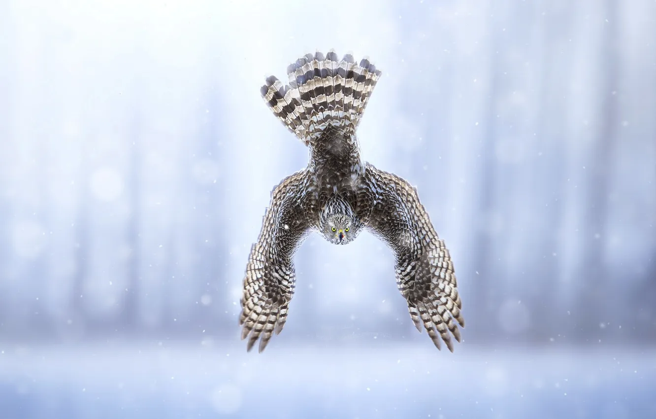 Photo wallpaper flight, bird, wings, down