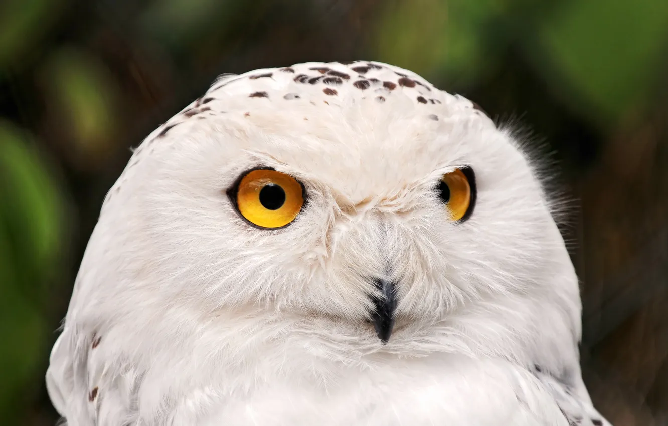 Photo wallpaper white, owl, polar