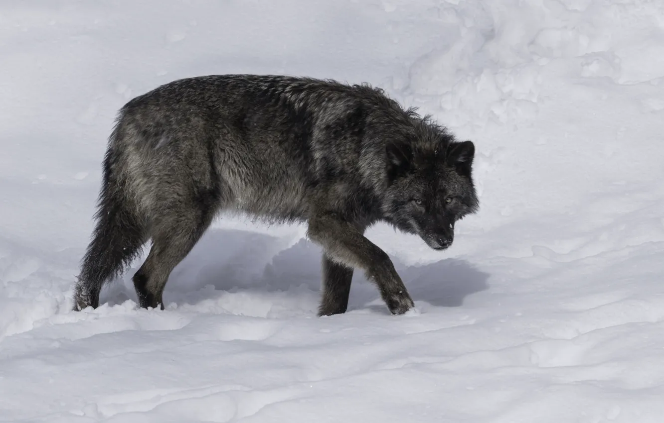 Photo wallpaper Predator, nature, animal, wolf, wildlife, Canis lupus., portrait., blackwolf