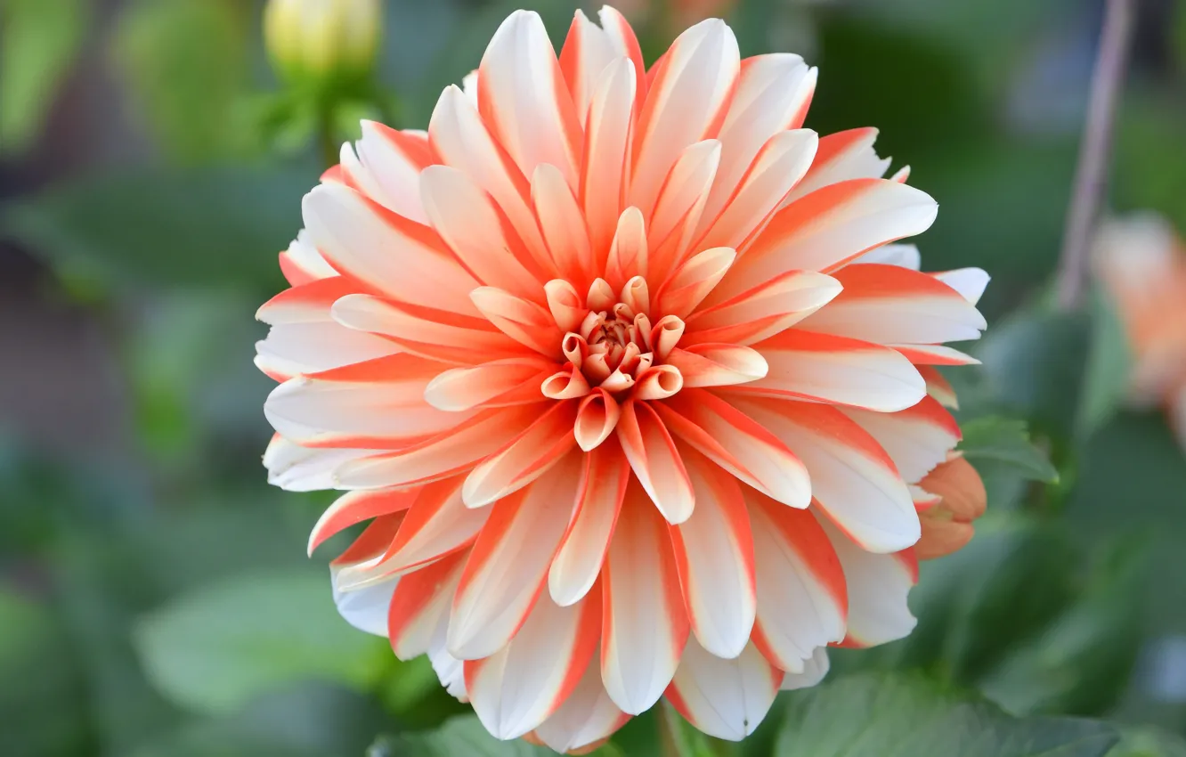 Photo wallpaper leaves, macro, flowers, background, bokeh, two-tone, dahlias, orange-white