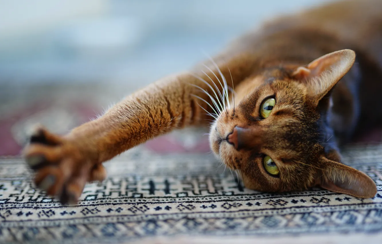 Photo wallpaper cat, cat, look, face, pose, relax, carpet, paws