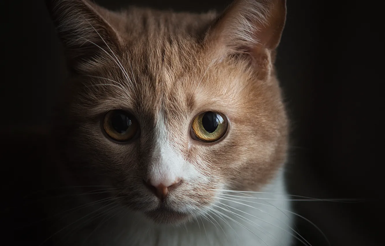 Photo wallpaper cat, look, portrait, muzzle, the dark background