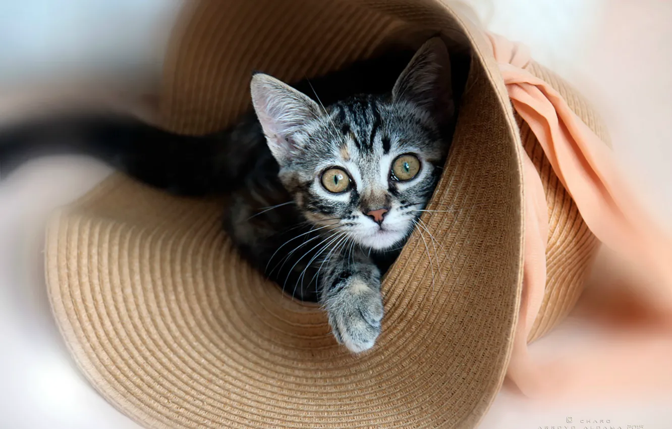 Photo wallpaper hat, kitty, straw