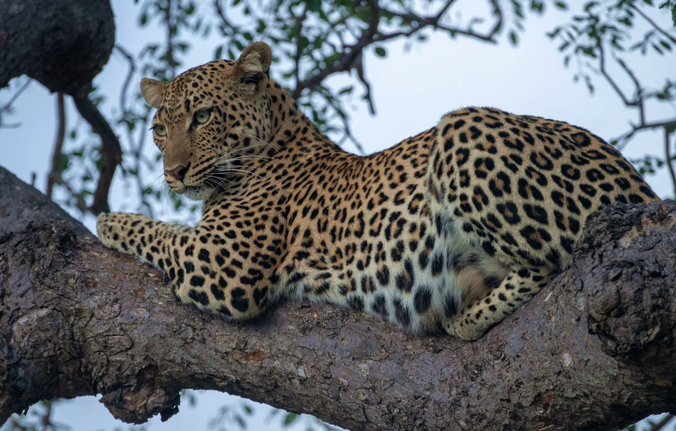 Photo wallpaper leopard, wild cat, on the tree
