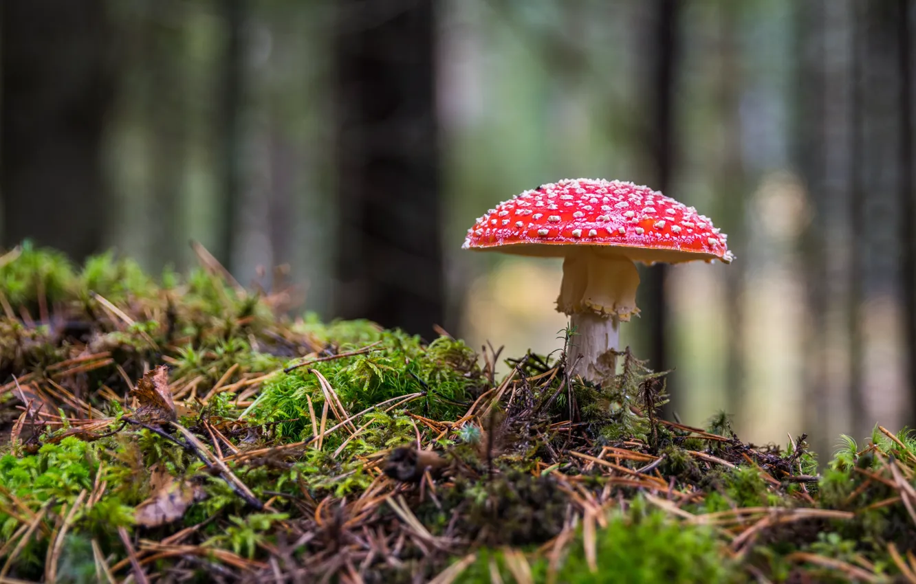 Photo wallpaper forest, mushroom, moss, mushroom, bokeh
