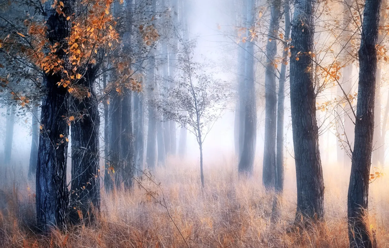 Photo wallpaper fog, autumn, forest