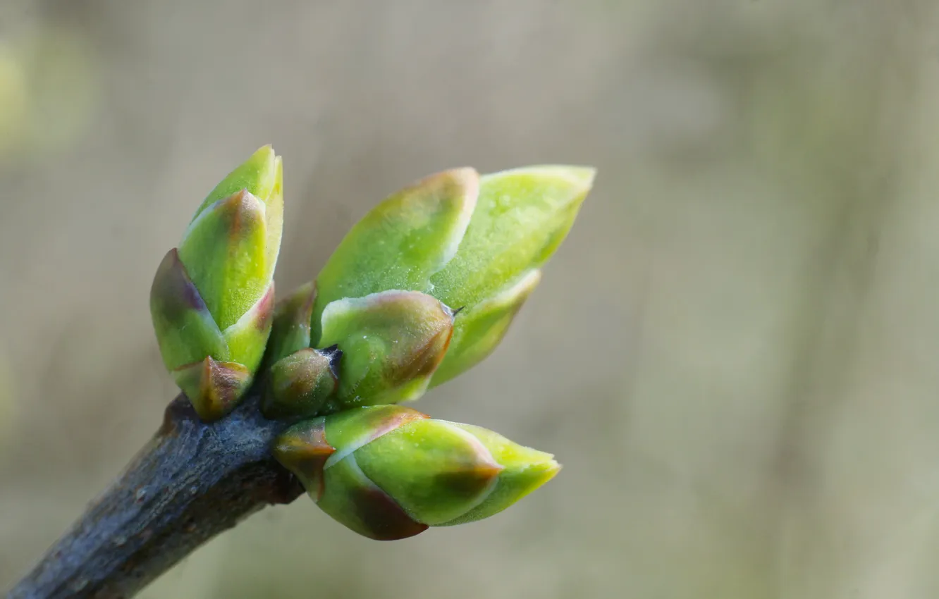 Photo wallpaper green, macro, twig