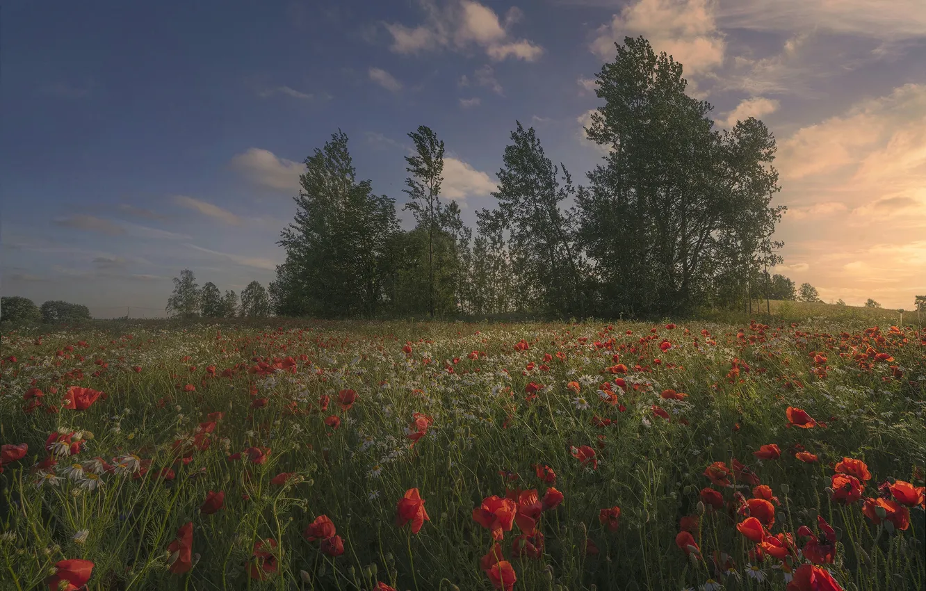 Photo wallpaper field, forest, summer, clouds, flowers, Maki, poppy field