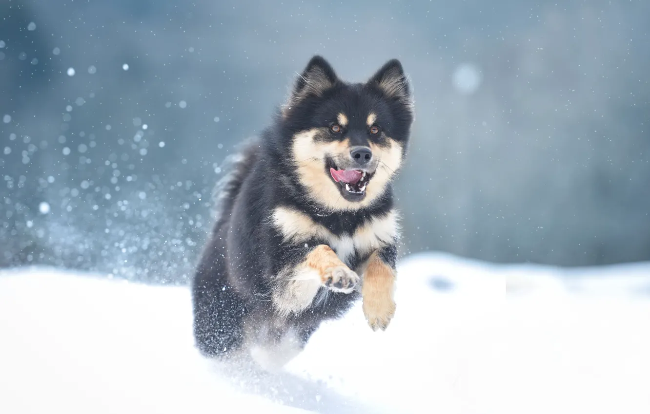 Photo wallpaper winter, snow, dog, Malamute