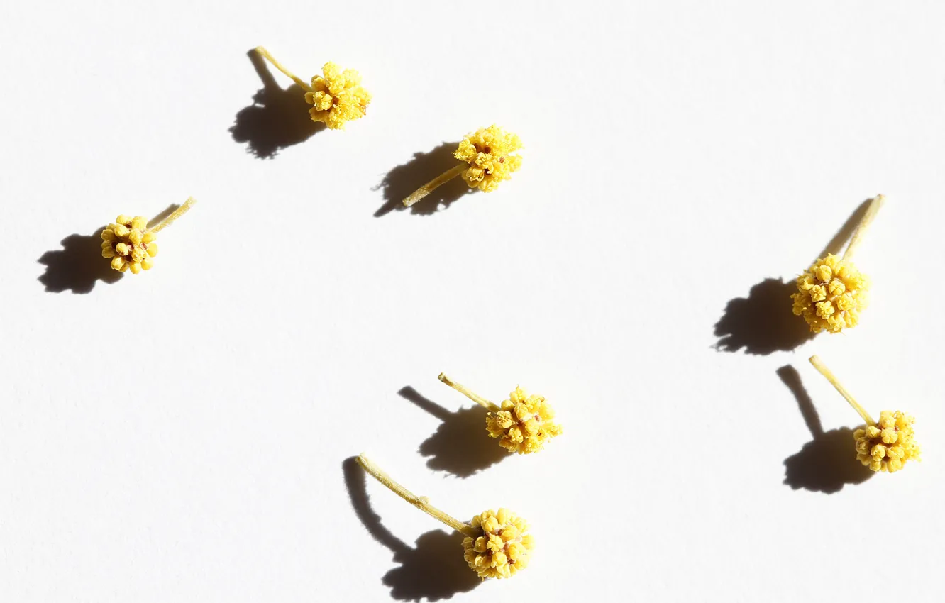 Photo wallpaper background, color, Mimosa