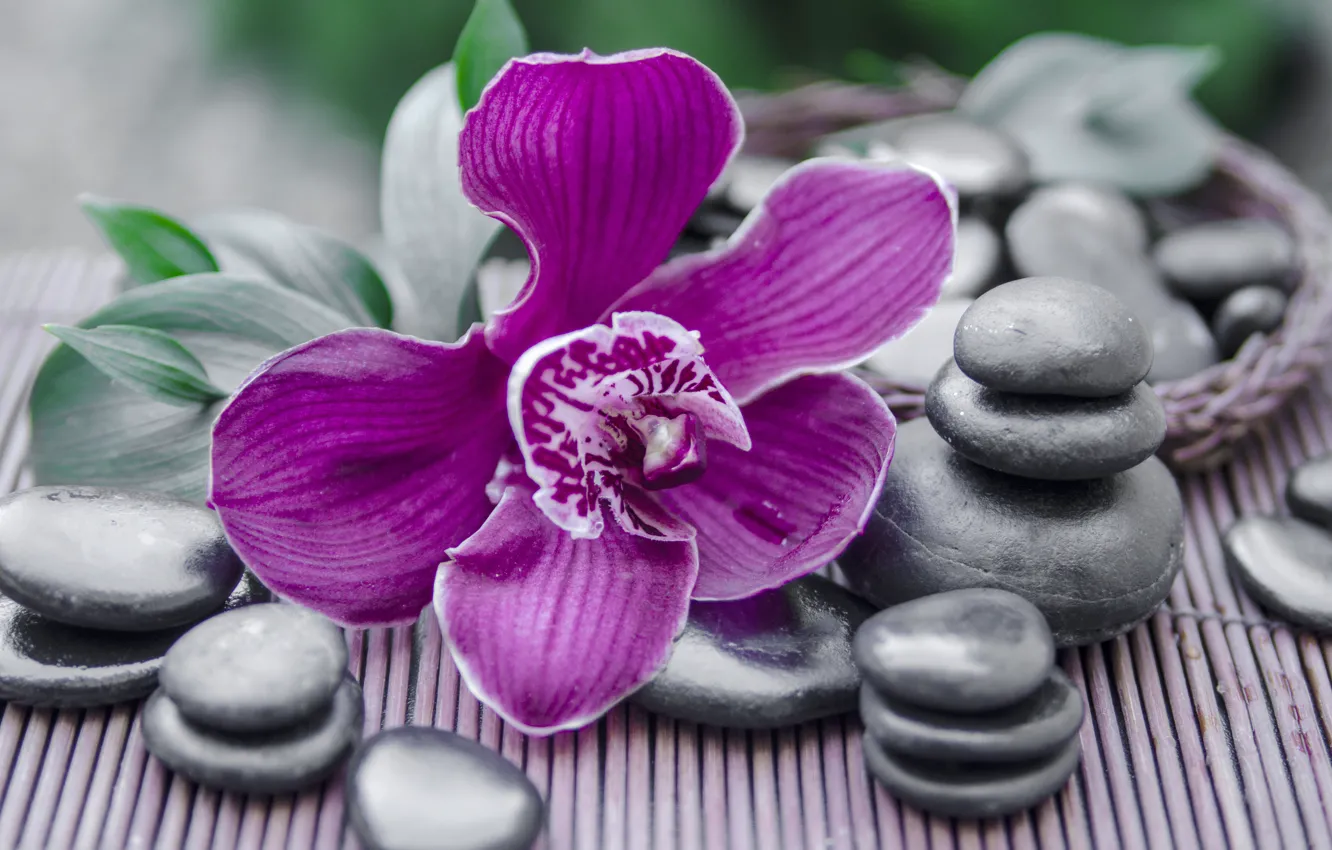 Photo wallpaper stones, Orchid, Spa