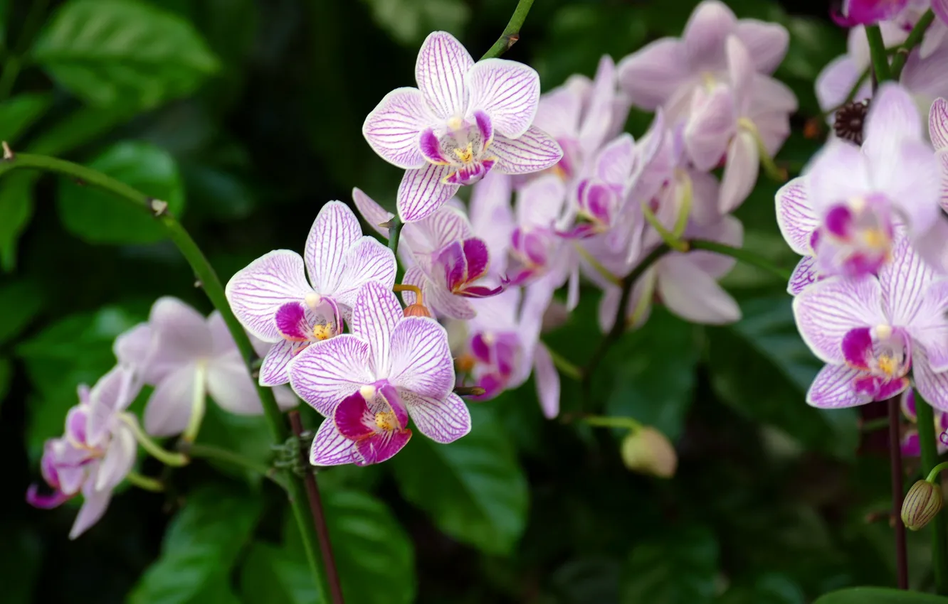 Photo wallpaper flowers, branches, flowering, Orchid