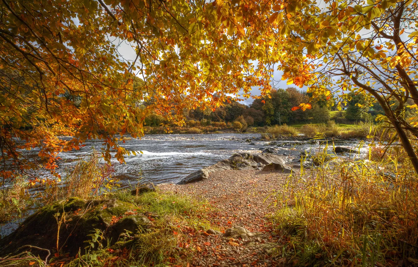 Photo wallpaper autumn, leaves, branches, stones, for, yellow, river