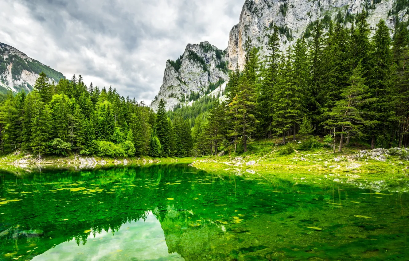 Photo wallpaper trees, mountains, lake