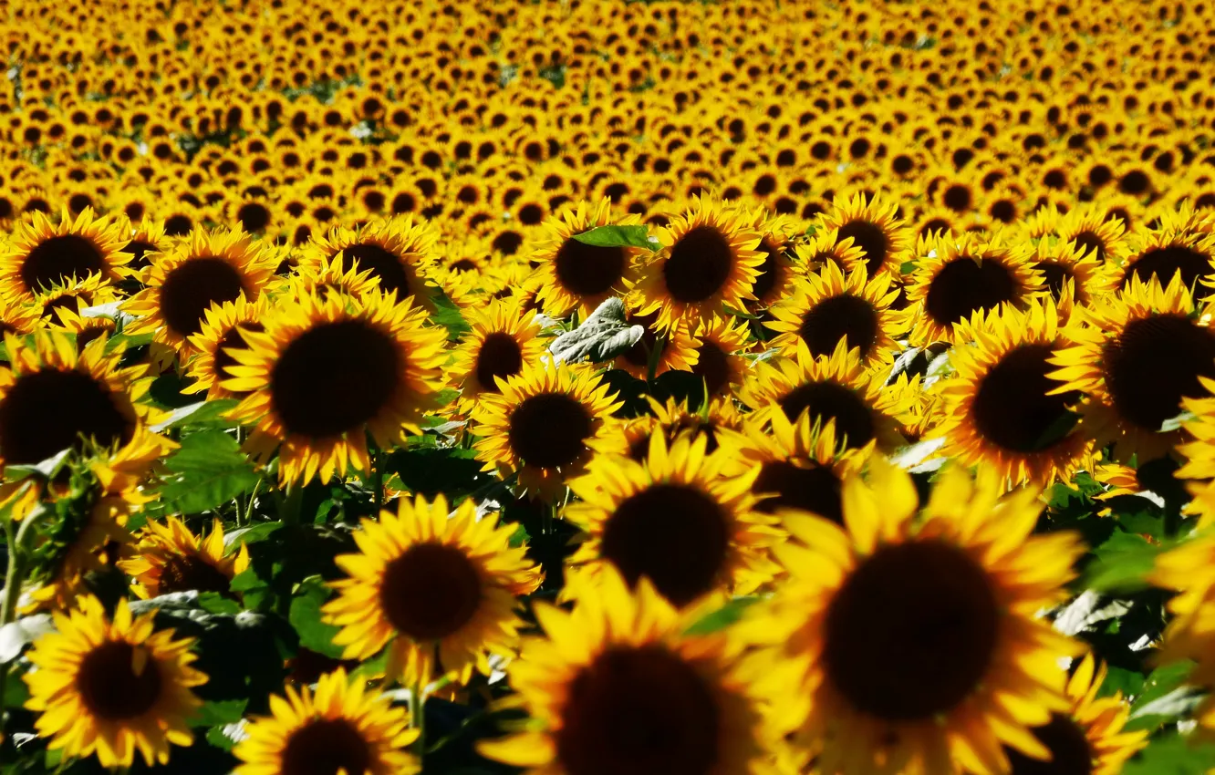 Photo wallpaper field, summer, light, sunflowers, flowers, nature, yellow, petals